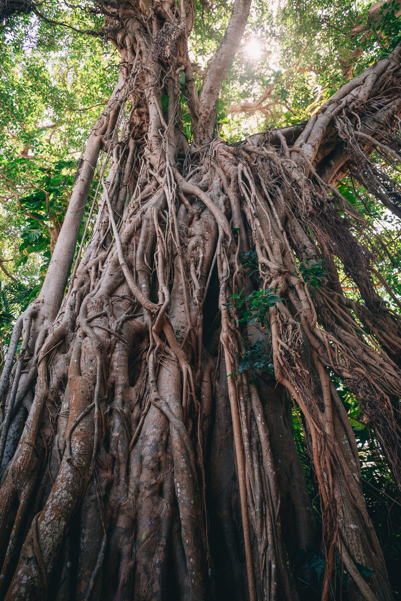 Rooted