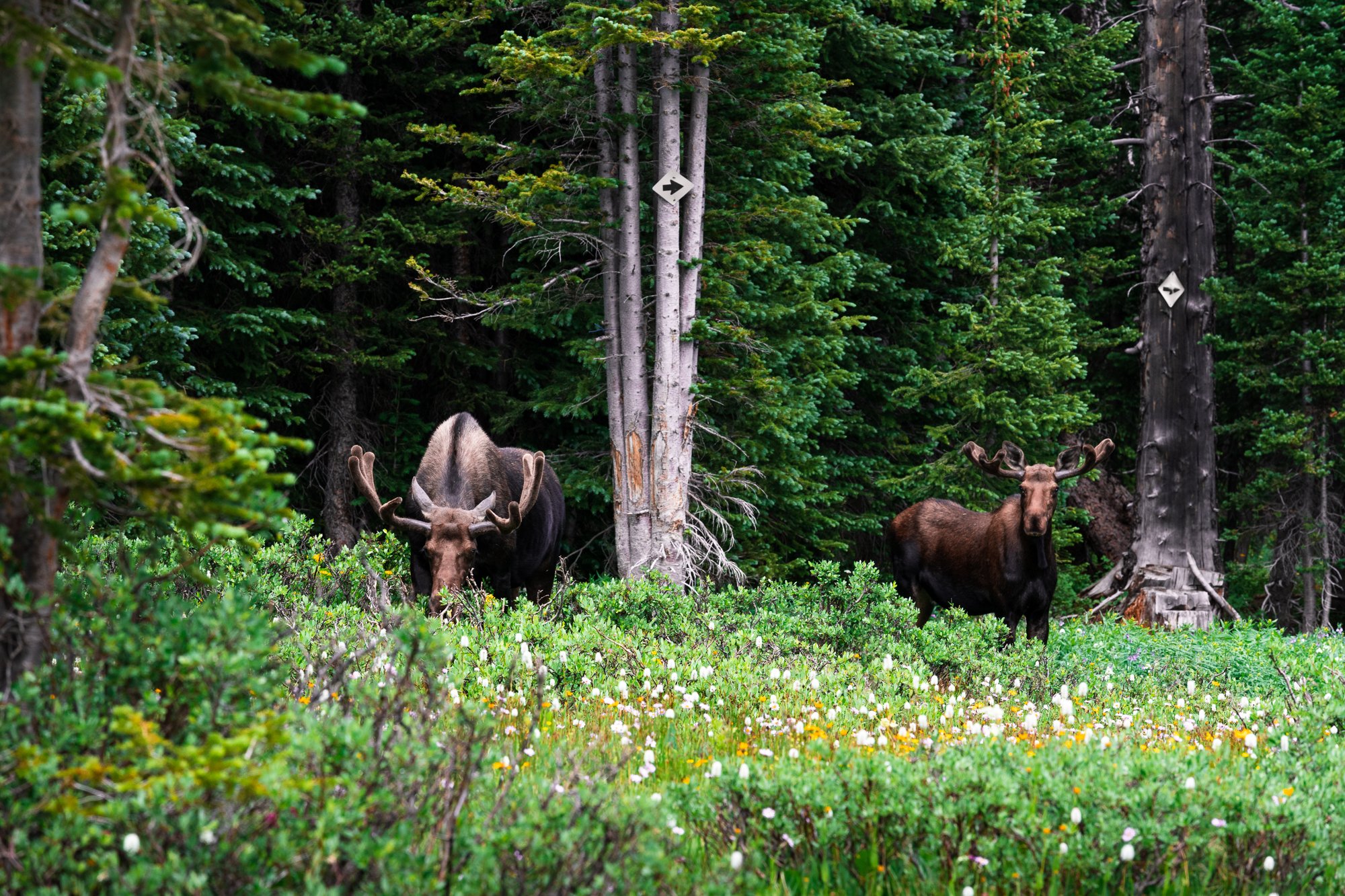 First Moose Sighting
