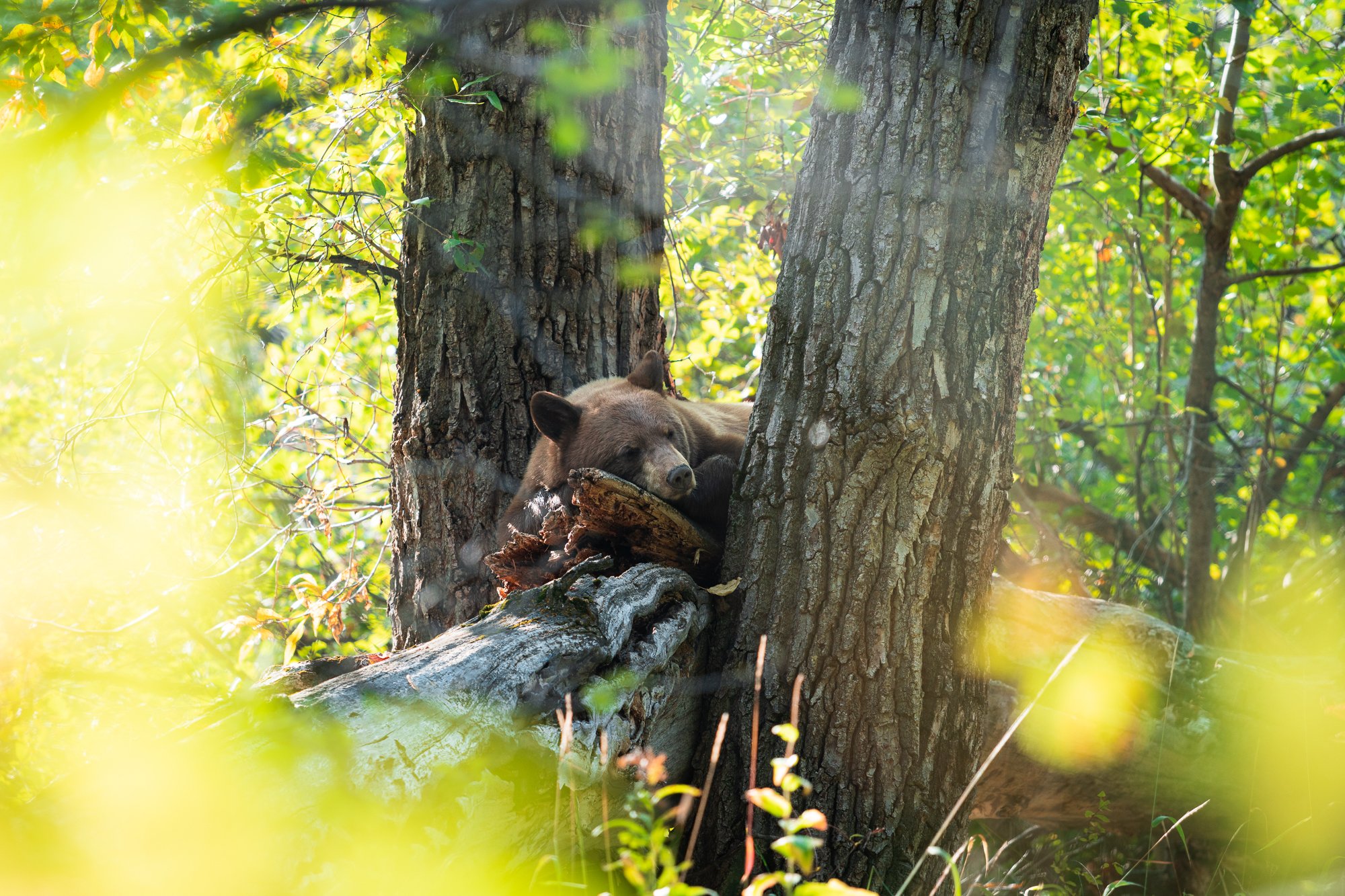 A Beary Nice Nap Spot