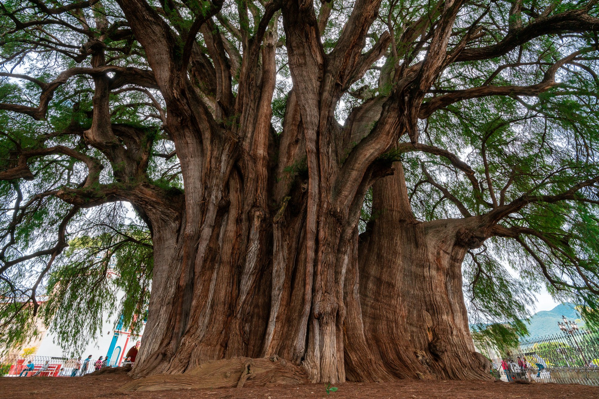 Widest Tree Trunk In The World