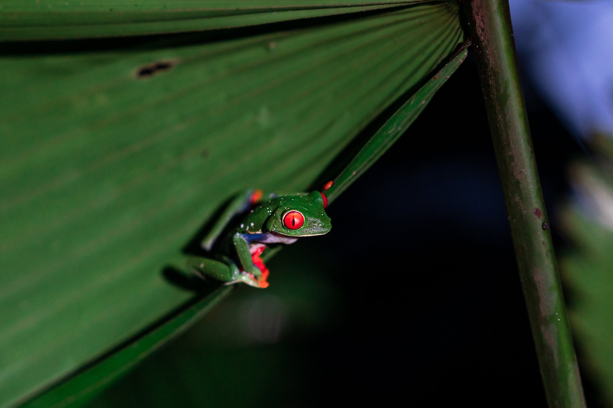 Red-Eye Tree Frog