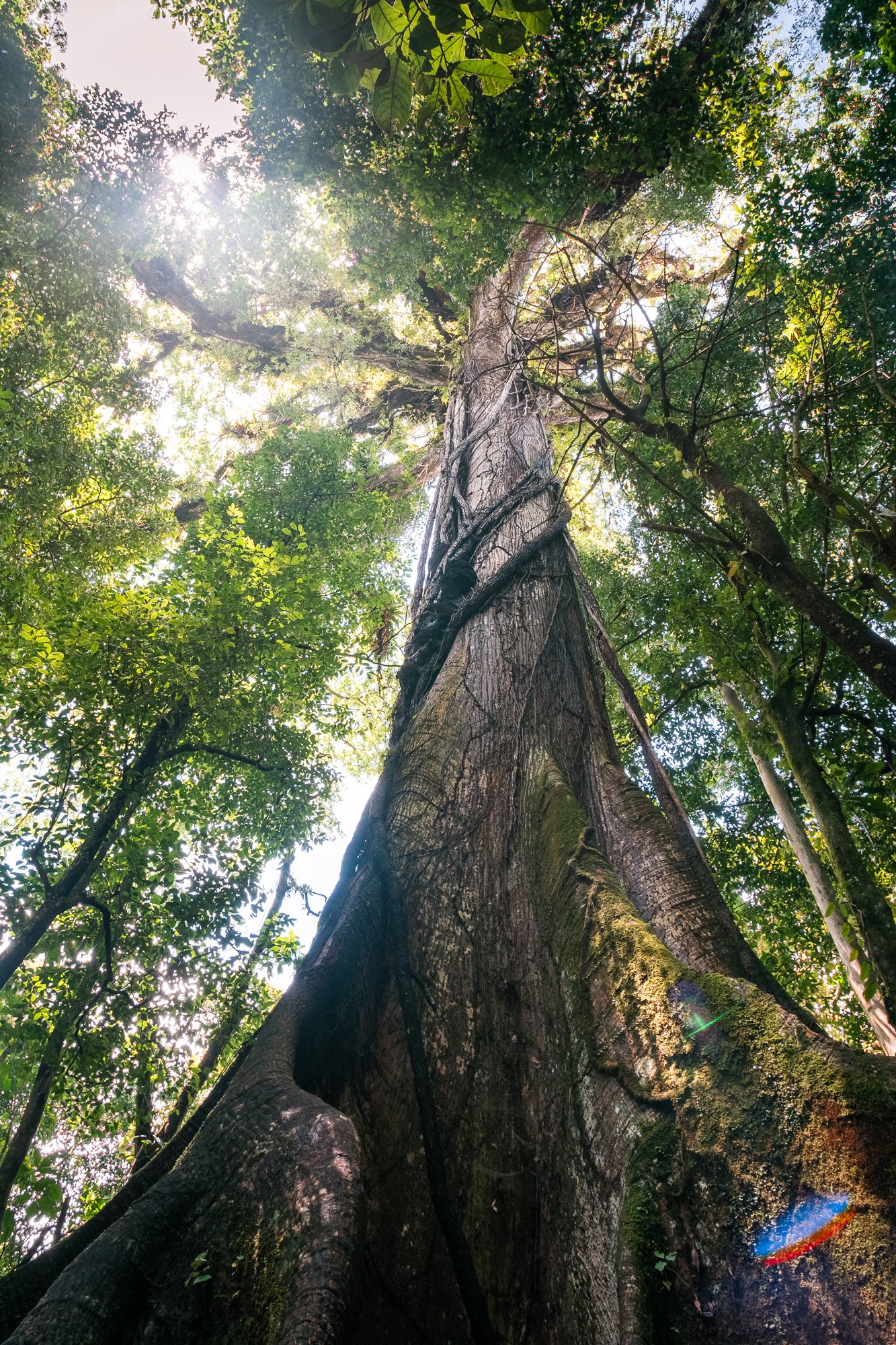 400 Year Old Tree