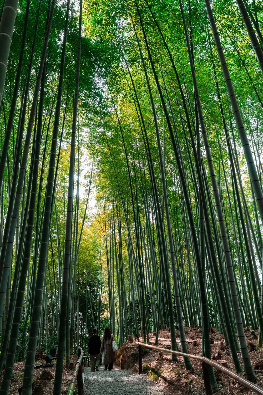 A path winds between tall bamboo stalks and rustic wooden fences in Kyoto, Japan.